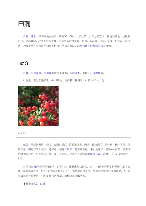 白刺简介