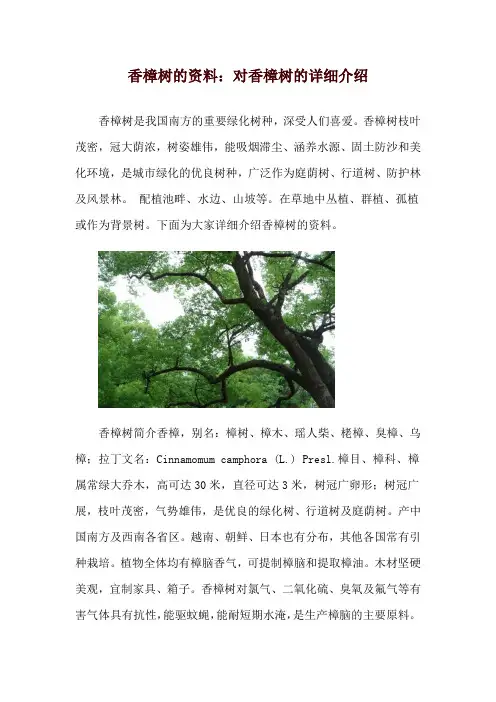 香樟树的资料：对香樟树的详细介绍