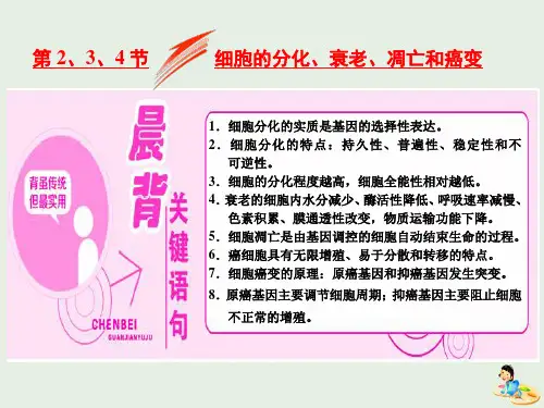 高中生物 第6章 第2、3、4节 细胞的分化、衰老、凋亡和癌变课件 新人教版必修1