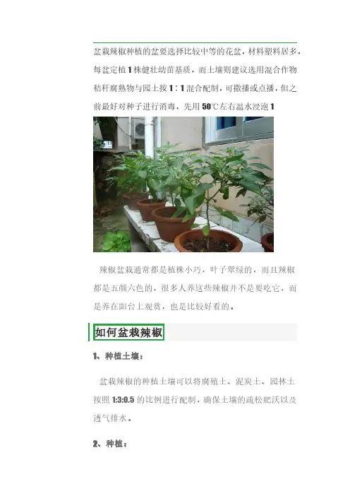 盆栽辣椒的种植方法