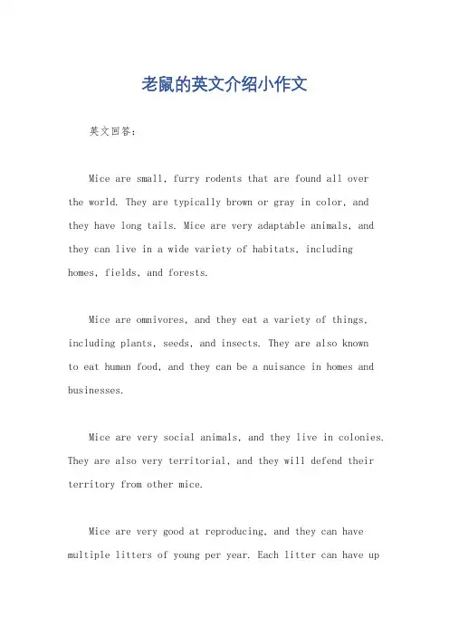 老鼠的英文介绍小作文