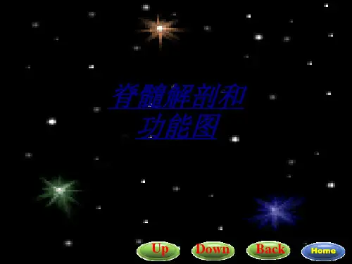 医学脊髓解剖和功能图