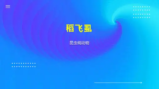 稻飞虱    