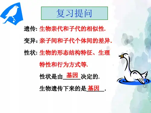 人教版-生物-八年级下册-第七单元第二章第二节基因在亲子代间的传递  精品课件