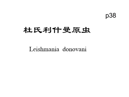 杜氏利什曼原虫 ppt课件