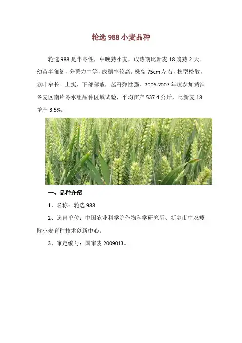 轮选988小麦品种