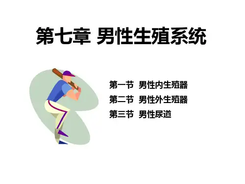 解剖学 男性生殖系统