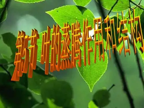 叶的蒸腾作用和结构1浙教版