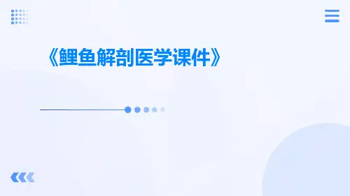 鲤鱼解剖医学课件