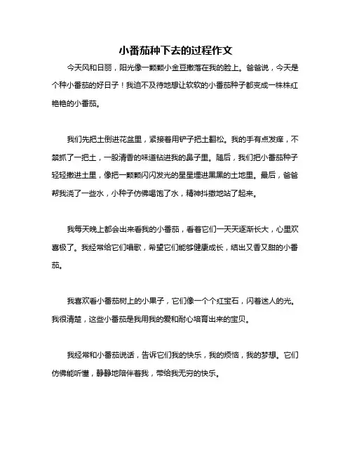 小番茄种下去的过程作文