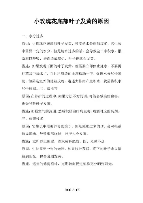 小玫瑰花底部叶子发黄的原因 