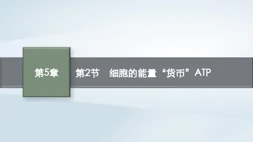新教材高中生物第2节细胞的能量“货币”ATP课件新人教版必修1