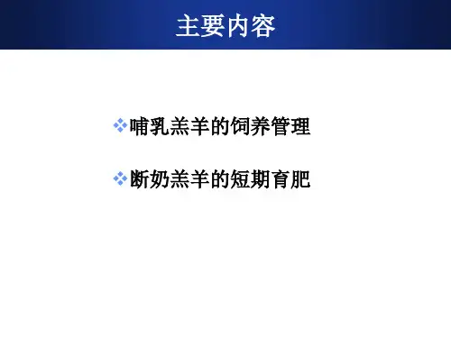 羔羊的饲养管理