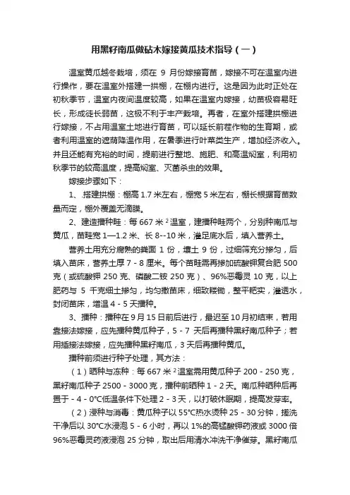 用黑籽南瓜做砧木嫁接黄瓜技术指导（一）