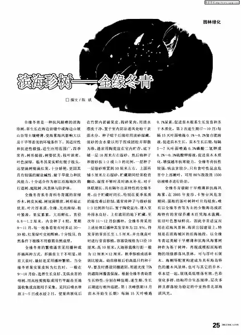 滨海珍树——全缘冬青