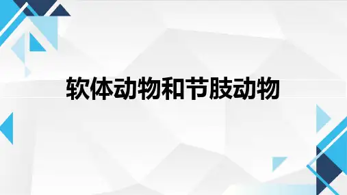 软体动物和节肢动物课件(共20张PPT)八年级上册生物人教版