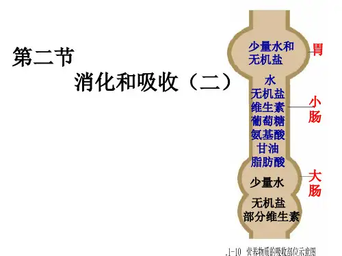 济南版七年级生物下册第三单元第一章第二节消化和吸收(2)课件(共18张PPT)