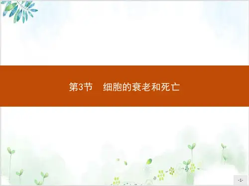 细胞的衰老和死亡【新】人教版高中生物必修一PPT课件