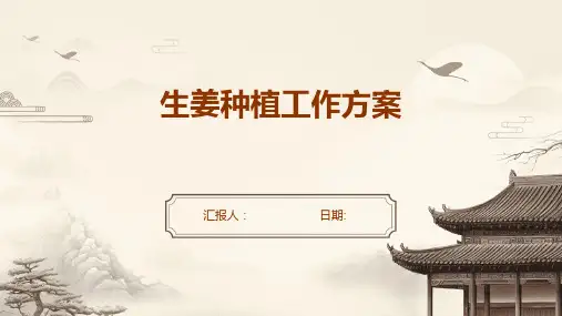 生姜种植工作方案