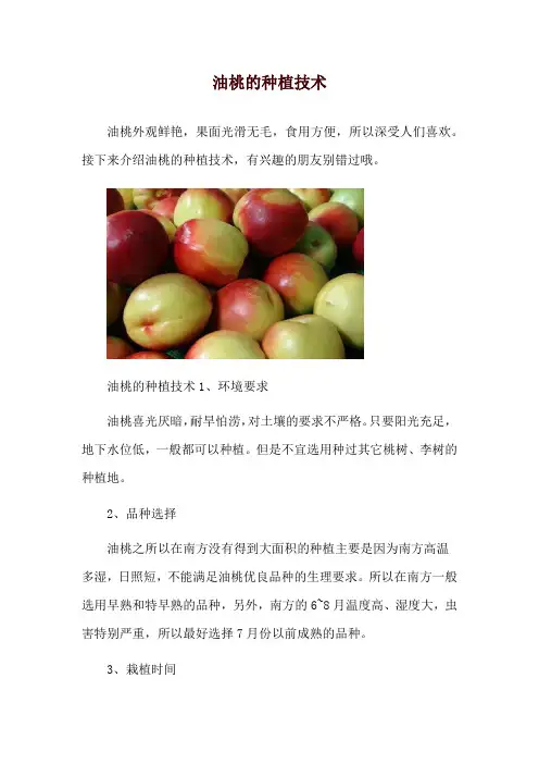 油桃的种植技术