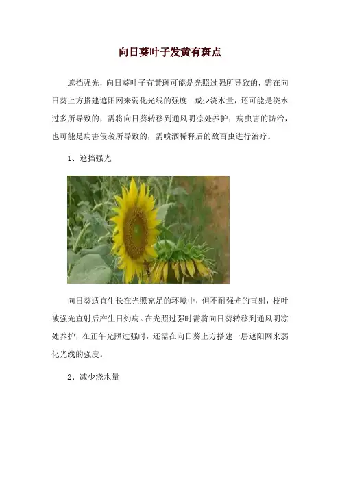向日葵叶子发黄有斑点