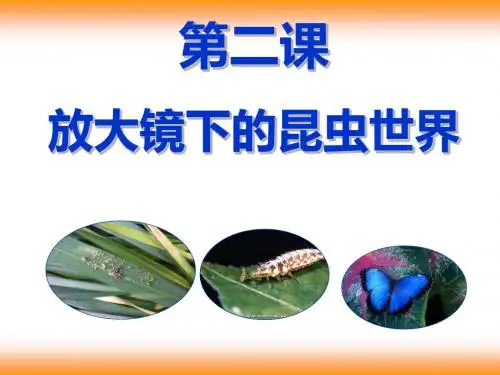 六年级下册科学课件-1.2放大镜下的昆虫世界(5)｜ 教科版  (共29张PPT)