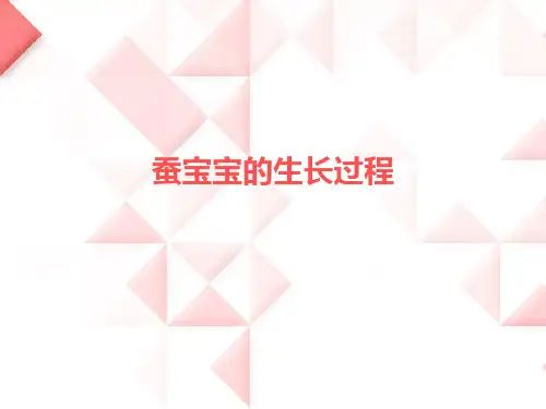 蚕宝宝的生长过程PPT课件