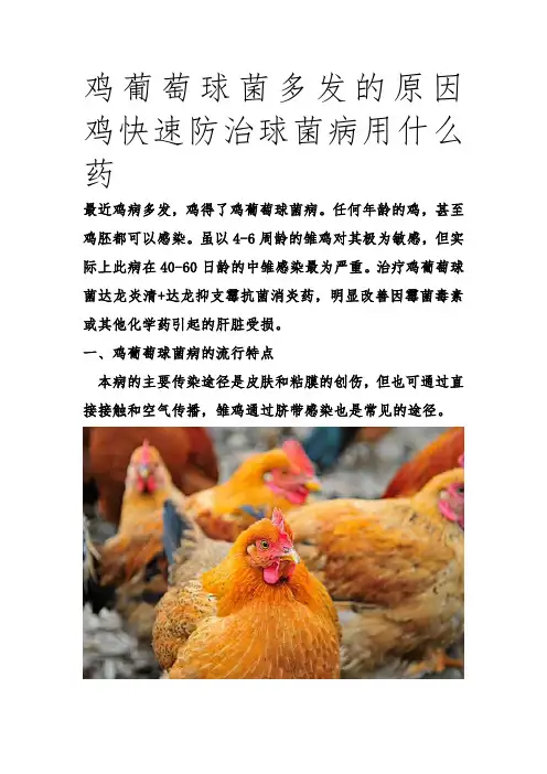 鸡葡萄球菌病  (1)