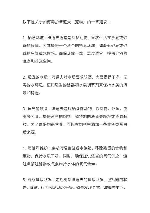 怎么养清道夫？