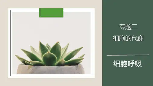 2021生物选考复习 - 细胞呼吸