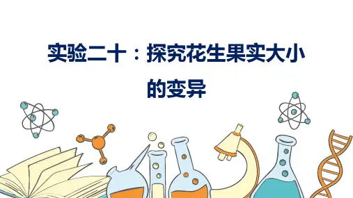 《实验二十 探究花生果实大小的变异》实验精讲课件