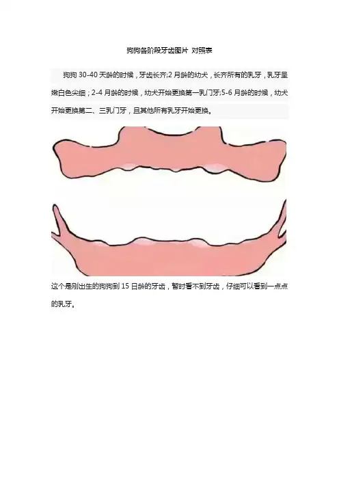 狗狗各阶段牙齿图片 对照表
