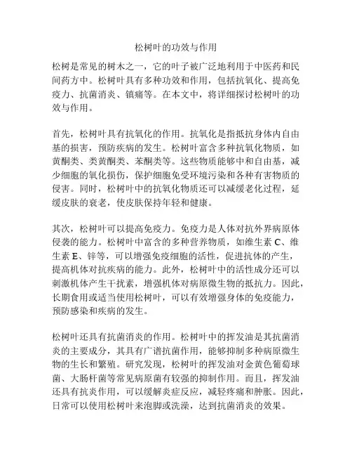 松树叶的功效与作用