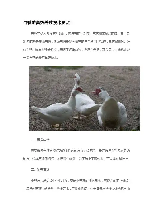 白鸭的高效养殖技术要点