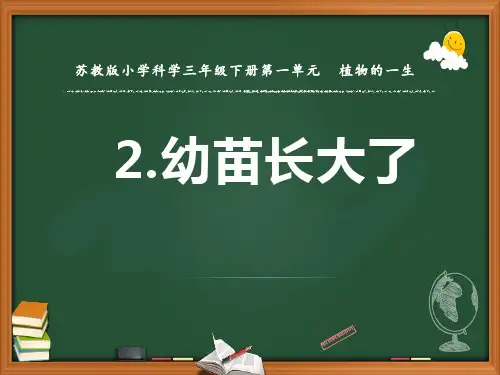 苏教版科学三年级下册第一单元植物的一生2.幼苗长大了ppt课件