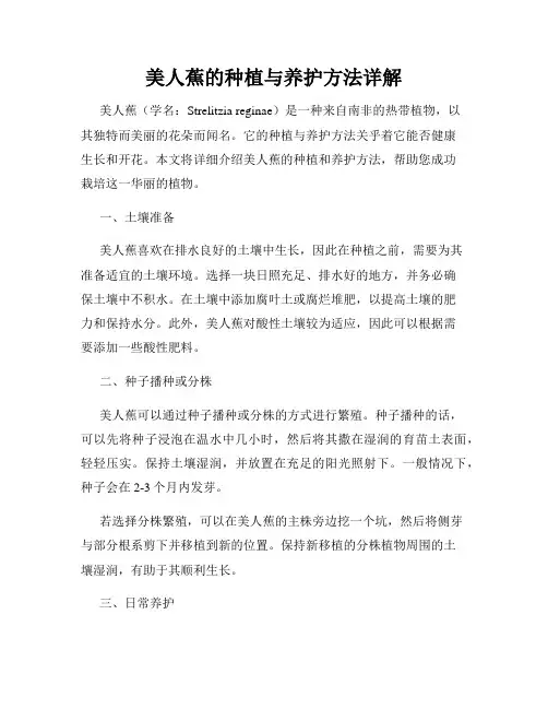 美人蕉的种植与养护方法详解