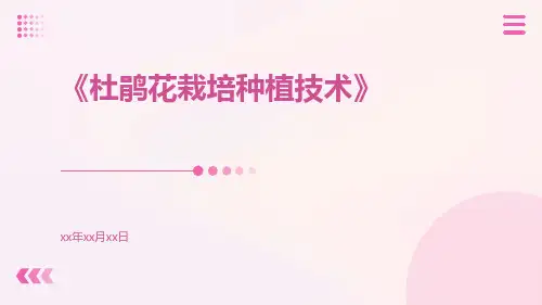 杜鹃花栽培种植技术