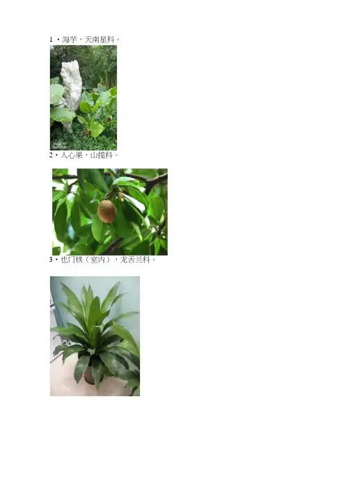 常见园林植物图片与名称(80种)资料