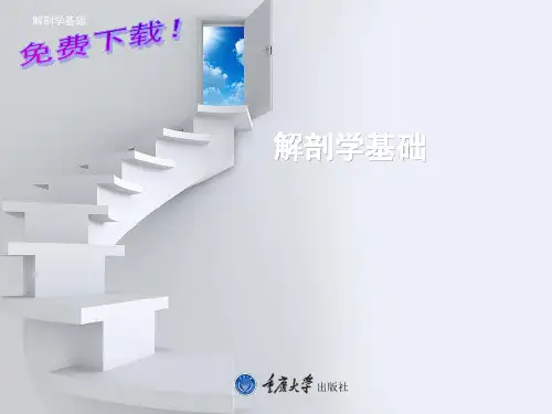 解剖学基础课件