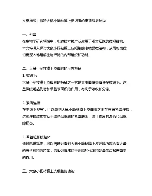 大鼠小肠粘膜上皮细胞电镜超微结构