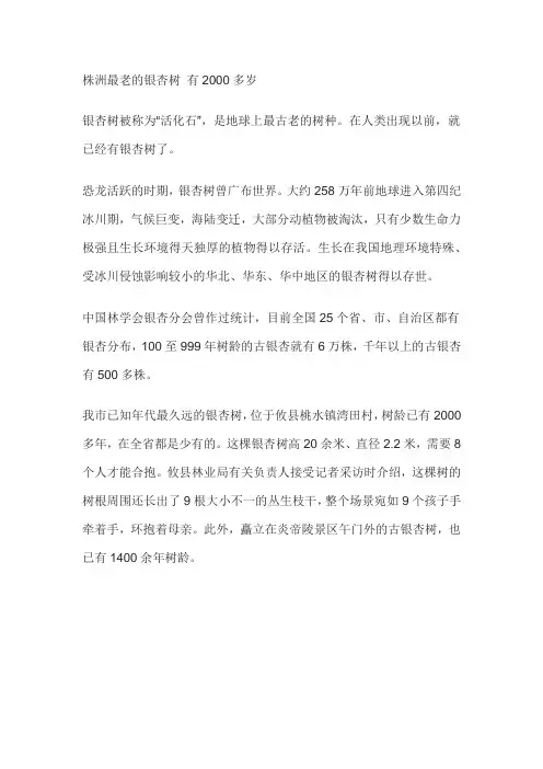 银杏树故事