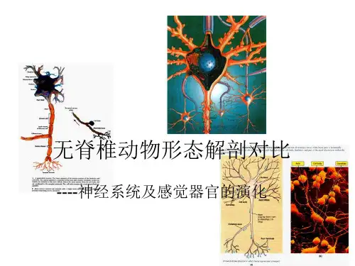 无脊椎动物神经系统及感觉器官的演化