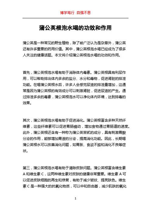 蒲公英根泡水喝的功效和作用