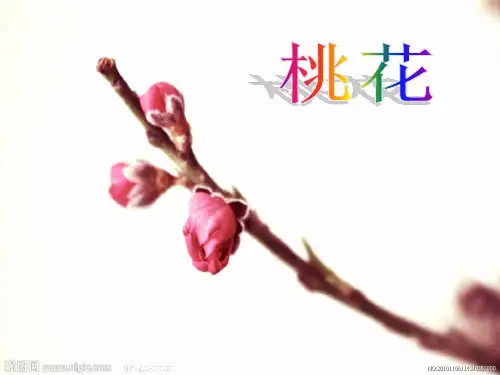 写花的作文桃花 ppt课件