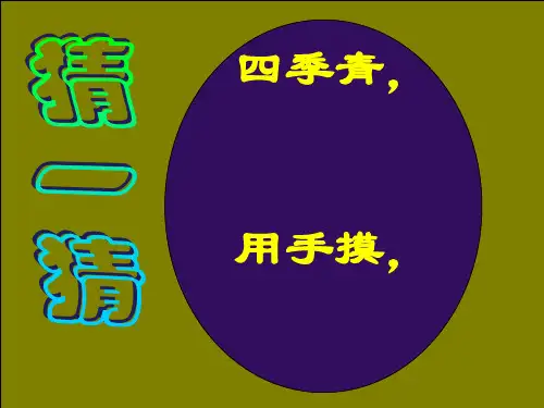 《仙人掌》 ppt课件