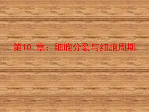 细胞生物学第10章 细胞分裂与细胞周期