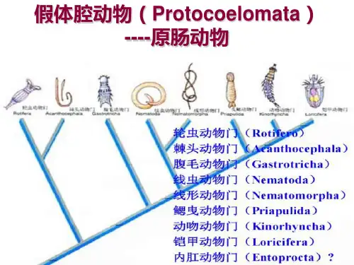 假体腔动物(五)