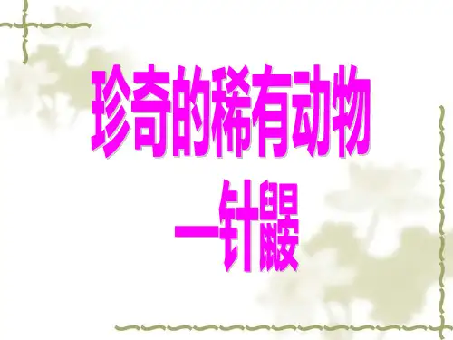 20.《珍奇的稀有动物——针鼹》课件