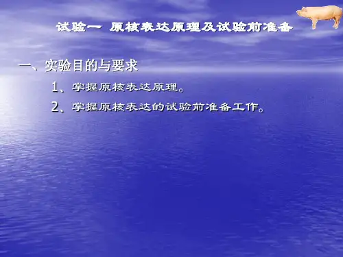 酶工程实验1-2