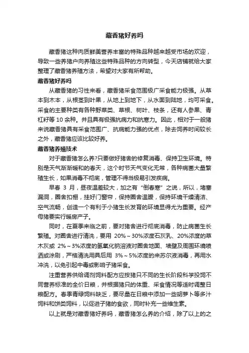 藏香猪好养吗